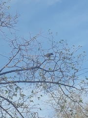 Patagioenas maculosa