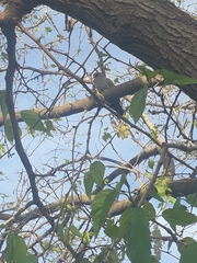 Patagioenas maculosa