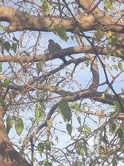 Patagioenas maculosa