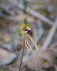 Caladenia parva