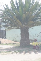 Encephalartos transvenosus