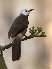 Turdoides leucopygia