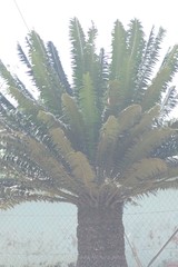 Encephalartos transvenosus