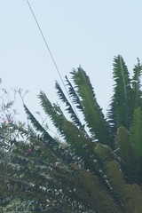 Encephalartos transvenosus