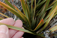 Aciphylla aurea