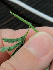 Desmanthus acuminatus