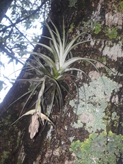 Tillandsia pohliana