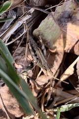 Chorthippus macrocerus