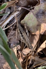 Chorthippus macrocerus