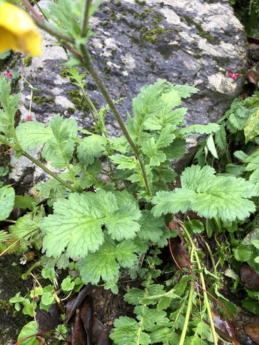 Geum elatum, photograph 4