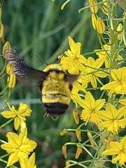 Bombus sonorus