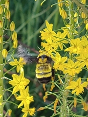Bombus sonorus