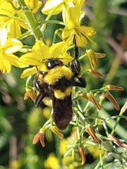 Bombus sonorus