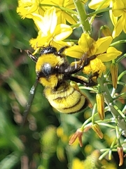 Bombus sonorus