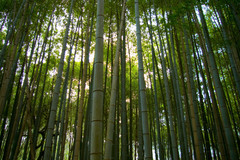 Phyllostachys edulis