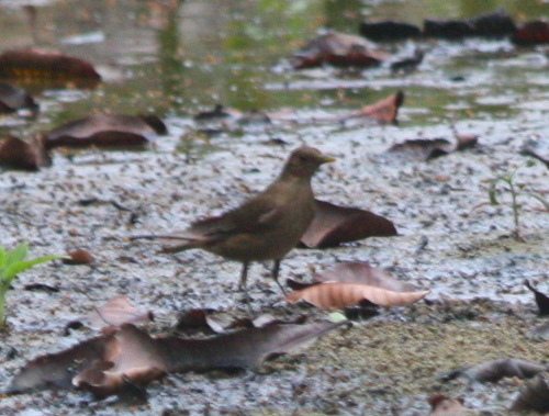 Turdus grayi