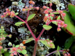 Crassula strigosa