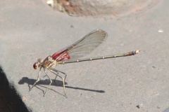 Hetaerina americana
