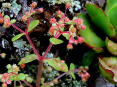 Crassula strigosa