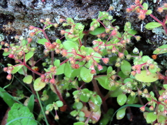 Crassula strigosa