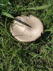 Chlorophyllum molybdites