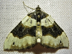Cosmorhoe ocellata