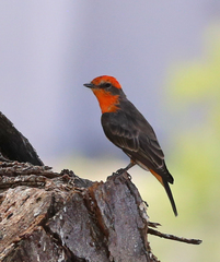 Pyrocephalus rubinus