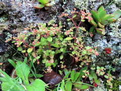 Crassula strigosa
