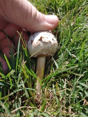 Chlorophyllum molybdites