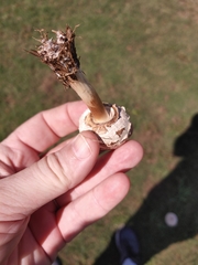 Chlorophyllum molybdites