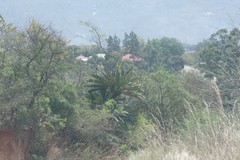 Encephalartos transvenosus