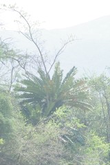 Encephalartos transvenosus
