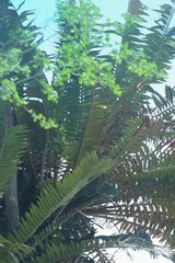 Encephalartos transvenosus
