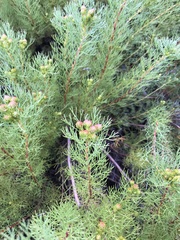 Serruria foeniculacea