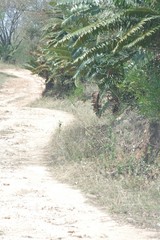 Encephalartos transvenosus