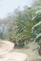 Encephalartos transvenosus