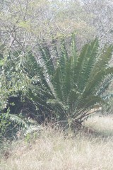 Encephalartos transvenosus