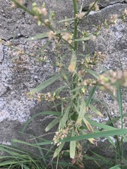 Dittrichia graveolens