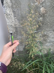 Dittrichia graveolens