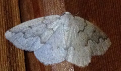 Sabulodes packardata