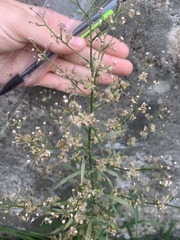 Dittrichia graveolens