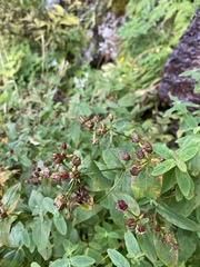 Hypericum graveolens