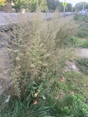 Dittrichia graveolens