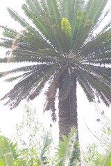 Encephalartos transvenosus