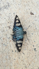 Phocides pigmalion hewitsonius