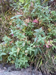 Hypericum graveolens