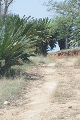 Encephalartos transvenosus