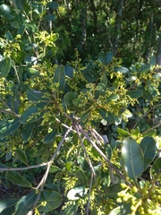 Lithraea brasiliensis