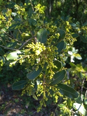 Lithraea brasiliensis