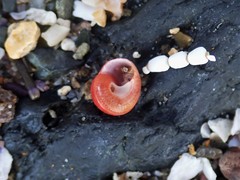 Cantharidella picturata